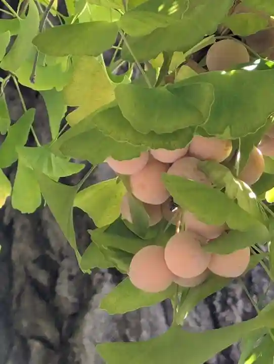 仏法紹隆寺(長野県)