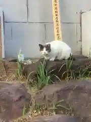 正栄寺の動物