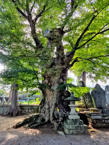 中尾神社(山梨県)