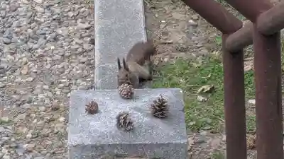 上川神社の動物