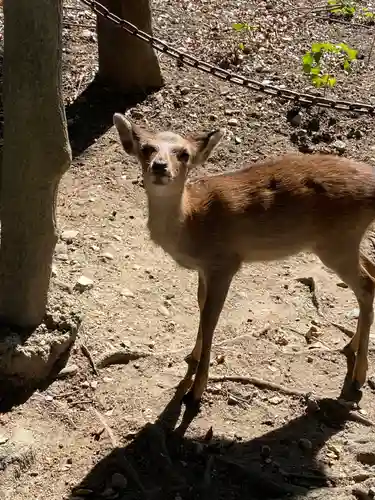 興福寺 南円堂の動物