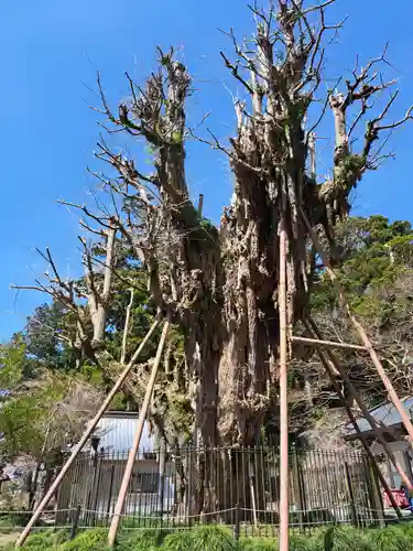 村山浅間神社(静岡県)