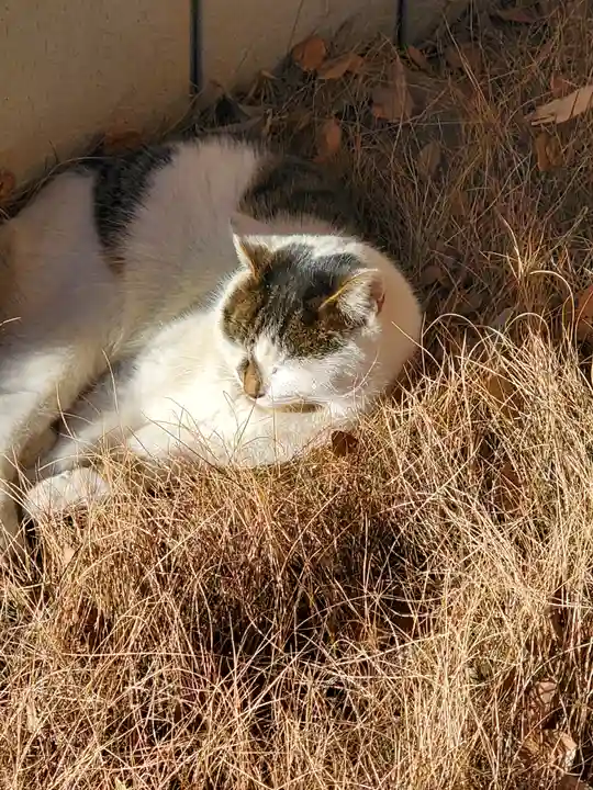 三嶋神社の動物