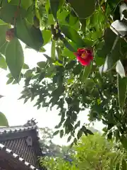 川田八幡神社の自然