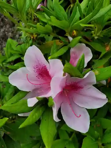 沙沙貴神社の自然