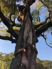 静岡浅間神社の自然