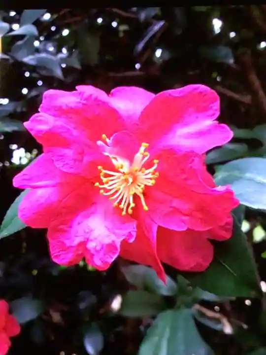 高円寺(東京都)