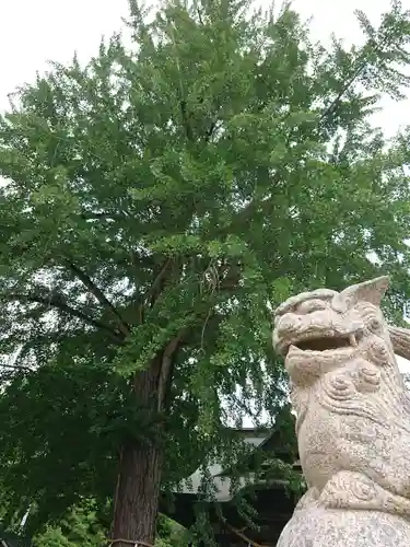 賀羅加波神社の狛犬