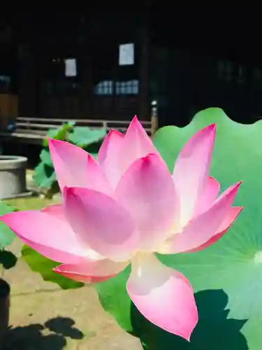 法華経寺の自然