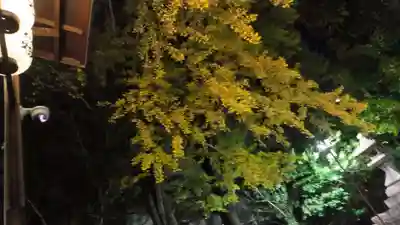 安井金比羅宮(京都府)