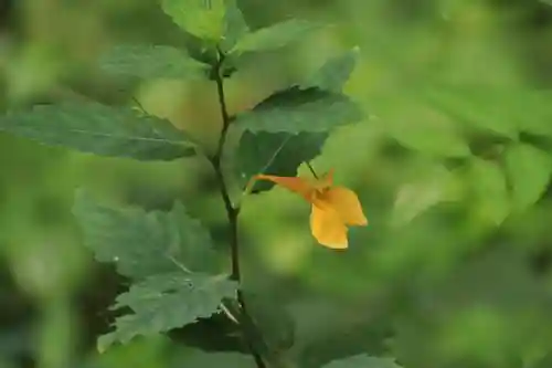 鹿島大神宮の自然