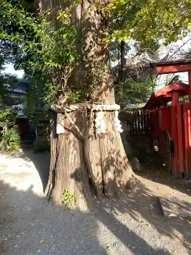 秩父神社の自然