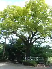 河内阿蘇神社(熊本県)