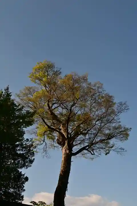 諏訪大社下社秋宮(長野県)