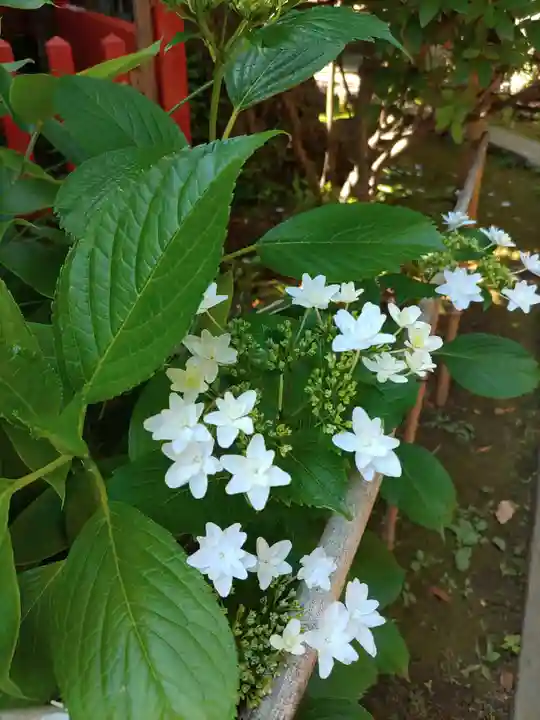 花園稲荷神社の手水舎