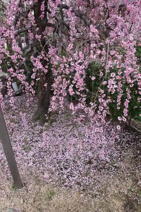 北野天満宮の庭園