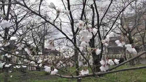 平野神社の自然