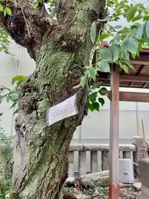 子神社(神奈川県)