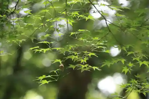 三春大神宮の庭園