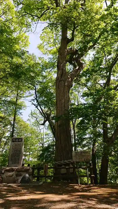義經神社の自然