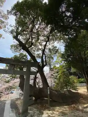 阿蘇神社の自然