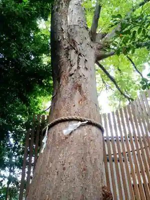 鎮守氷川神社(埼玉県)