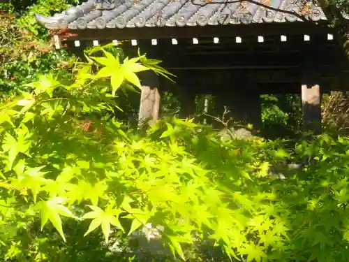 浄光明寺の自然