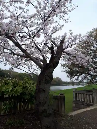 武蔵第六天神社の自然