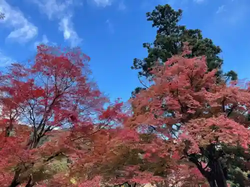 普門寺(切り絵御朱印発祥の寺)の自然
