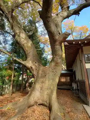 蠶養國神社(福島県)