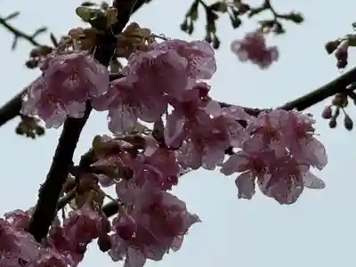 武蔵一宮氷川神社(埼玉県)