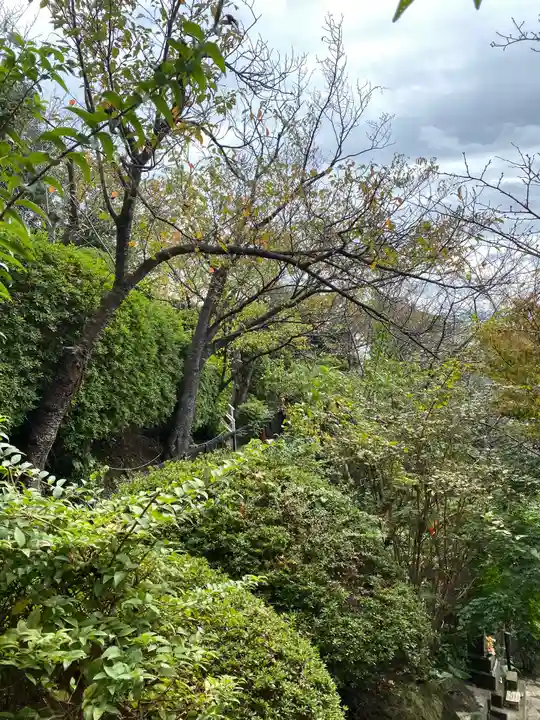 大船観音寺の自然