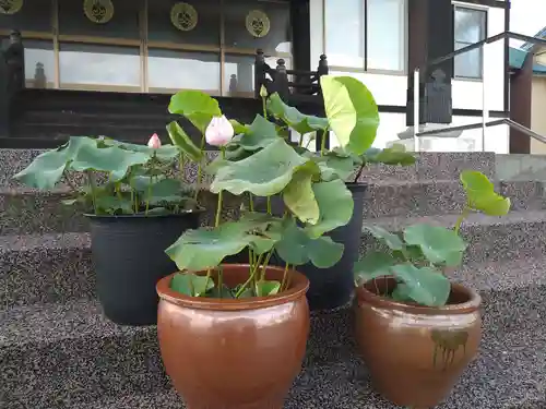 雨竜　専福寺(北海道)