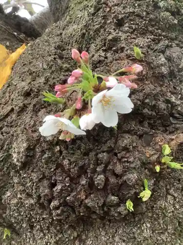 富部神社の自然