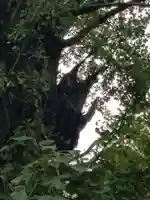 飛木稲荷神社の自然