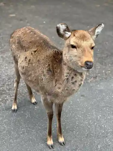 金華山黄金山神社の{uncategorized: "未分類", other: "その他", undefined: "問題あり", building: "その他建物", grave: "お墓", sacred_gate: "鳥居", guardian: "狛犬", statue: "像", buddha: "仏像", history: "歴史", nature: "自然", garden: "庭園", animal: "動物", pagoda: "塔", temizu: "手水舎", mountain_gate: "山門・神門", sanctuary: "本殿・本堂", subordinate: "末社・摂社", art: "芸術", scenery: "景色", jizo: "地蔵", ema: "絵馬", goshuin: "御朱印", omikuji: "おみくじ", items: "授与品その他", amulet: "お守り", goshuincho: "御朱印帳", eats: "食事", festival: "お祭り", votive_dance: "神楽", shichigosan: "七五三参", wedding: "結婚式", experience: "体験その他", initially: "初詣", around: "周辺", anti_infection: "感染症対策"}