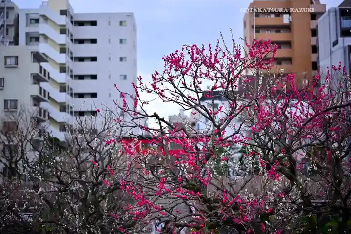 亀戸天神社(東京都)