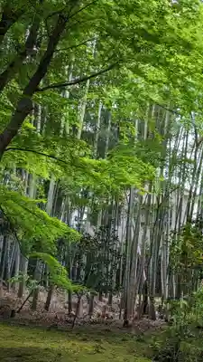 地蔵院(京都府)