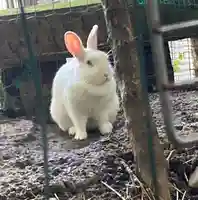 太子堂八幡神社(東京都)