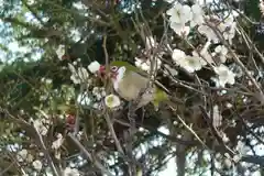 菅原天満宮（菅原神社）の動物