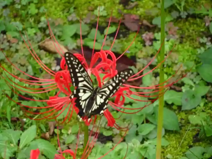 横浜 西方寺の動物