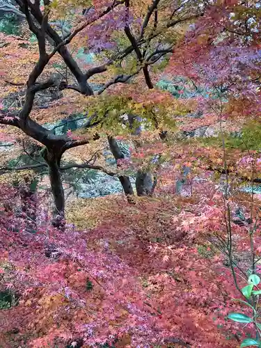 東福禅寺（東福寺）の自然