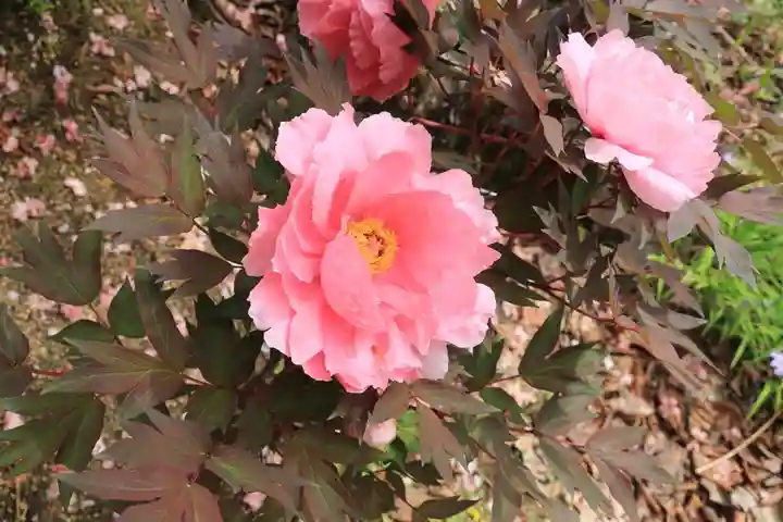 開成山大神宮の自然