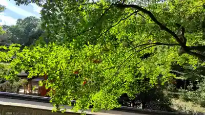 出雲大神宮(京都府)