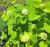 寿量山 速成寺の自然