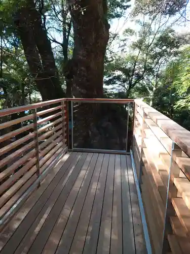 來宮神社の自然