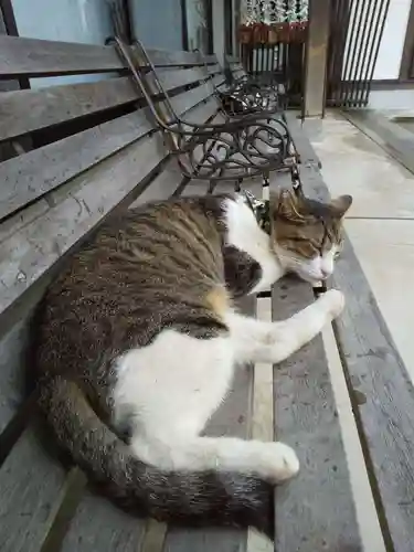 御誕生寺（猫寺）(福井県)