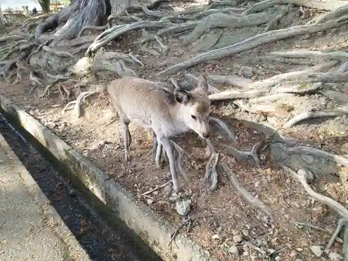 東大寺(奈良県)