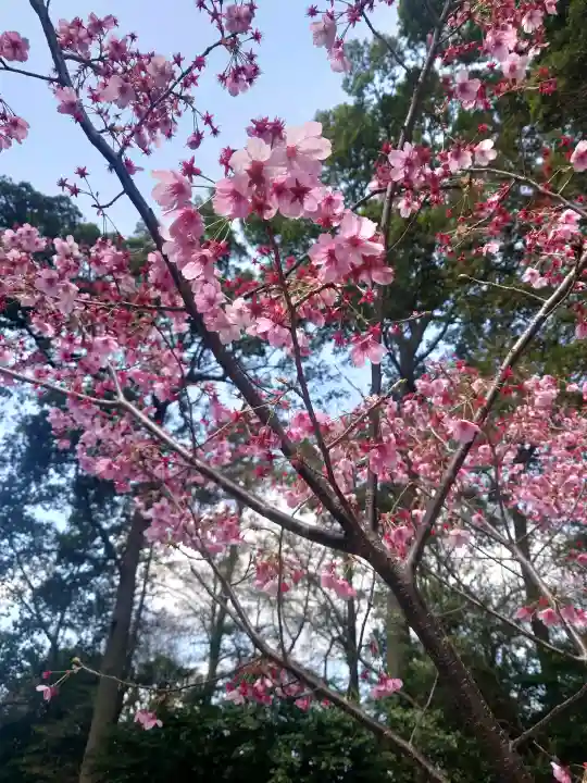 櫻木神社の{uncategorized: "未分類", other: "その他", undefined: "問題あり", building: "その他建物", grave: "お墓", sacred_gate: "鳥居", guardian: "狛犬", statue: "像", buddha: "仏像", history: "歴史", nature: "自然", garden: "庭園", animal: "動物", pagoda: "塔", temizu: "手水舎", mountain_gate: "山門・神門", sanctuary: "本殿・本堂", subordinate: "末社・摂社", art: "芸術", scenery: "景色", jizo: "地蔵", ema: "絵馬", goshuin: "御朱印", omikuji: "おみくじ", items: "授与品その他", amulet: "お守り", goshuincho: "御朱印帳", eats: "食事", festival: "お祭り", votive_dance: "神楽", shichigosan: "七五三参", wedding: "結婚式", experience: "体験その他", initially: "初詣", around: "周辺", anti_infection: "感染症対策"}