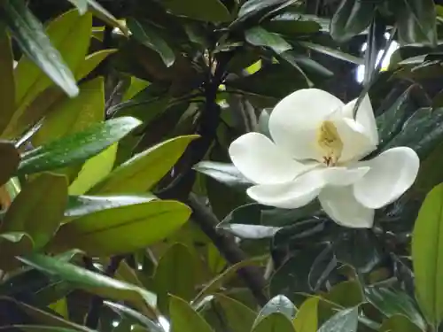 亀ケ池八幡宮の自然